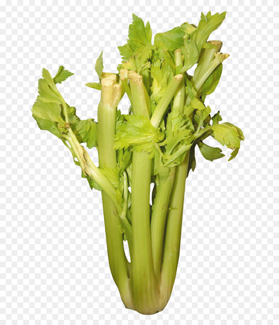 Celery Plant, Herbs Png Image