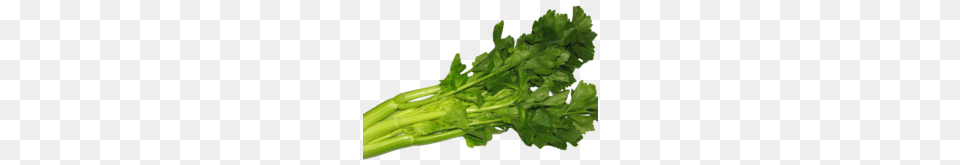 Celery Image Best Stock Photos, Herbs, Parsley, Plant Free Png