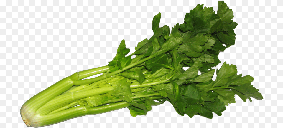 Celery Images Transparent Celery, Herbs, Plant, Parsley, Food Free Png Download