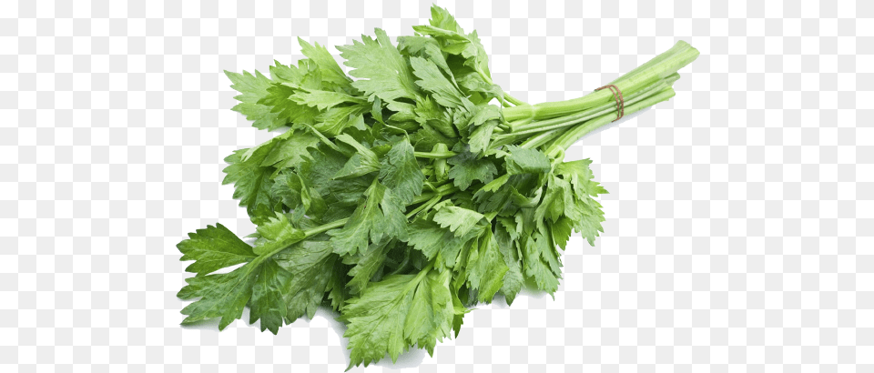 Celery Leaves, Herbs, Plant, Parsley Free Transparent Png