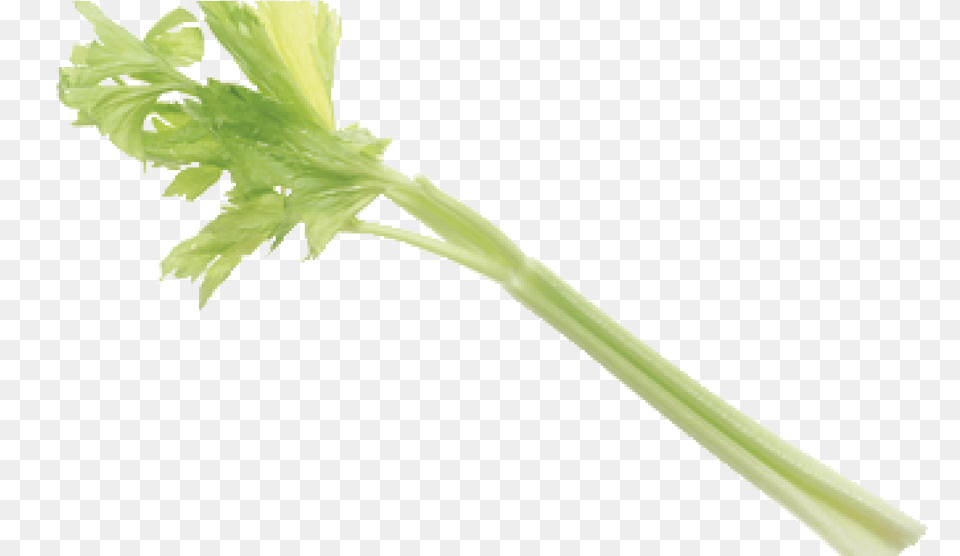 Celery Pick It Try Like Preserve Celery, Herbs, Parsley, Plant, Blade Free Png Download