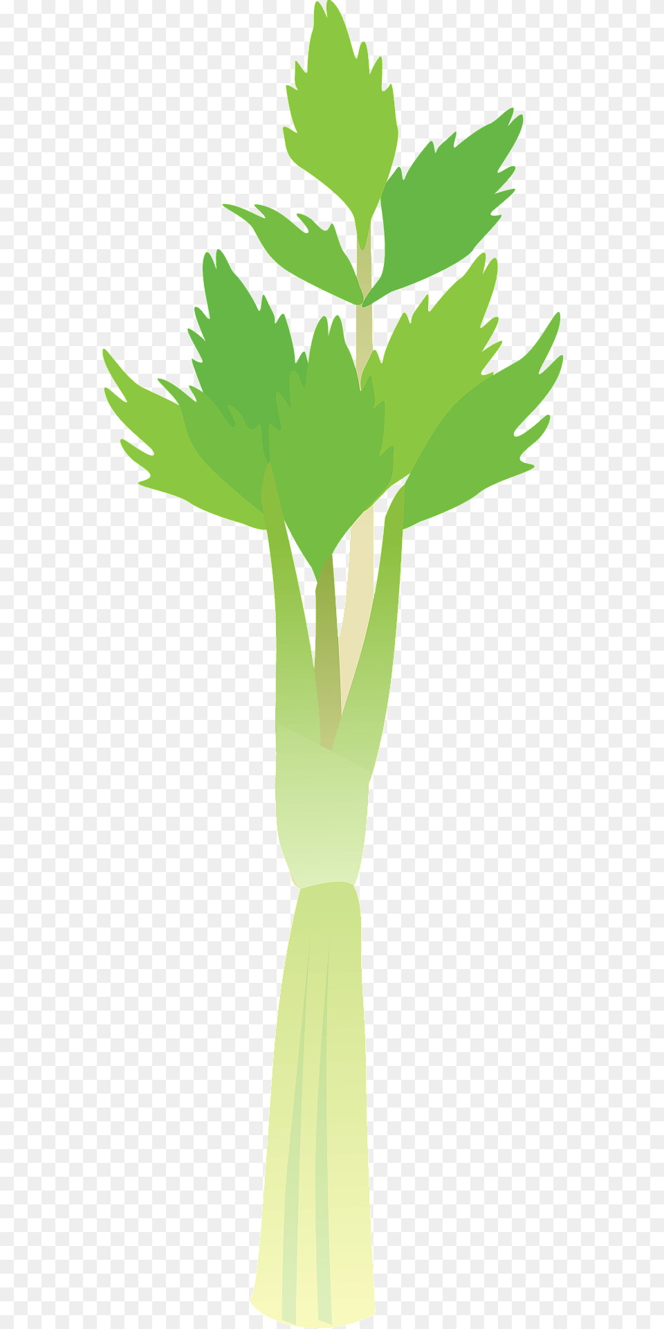 Celery Stalk Clipart, Plant, Tree, Leaf, Palm Tree Free Transparent Png