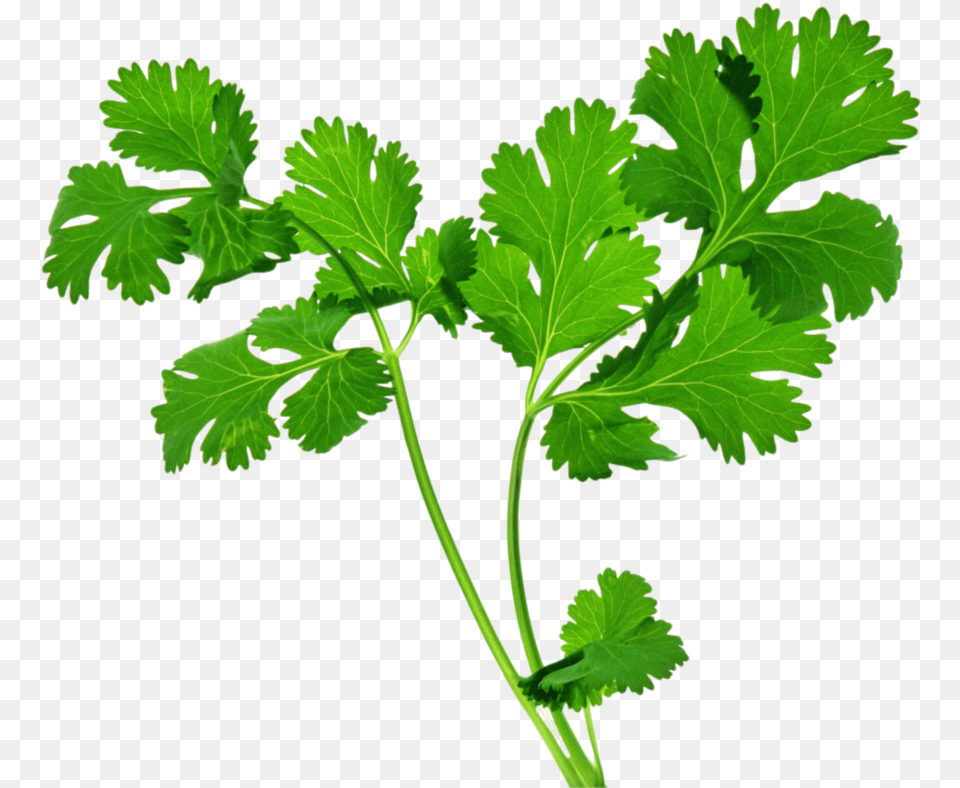 Celery Stalk Transparent Background Herbs, Parsley, Plant Free Png