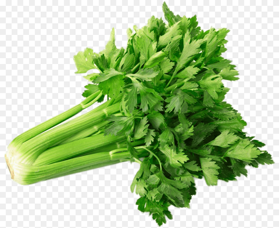 Celery Transparent Cut Selderej, Herbs, Parsley, Plant Png Image