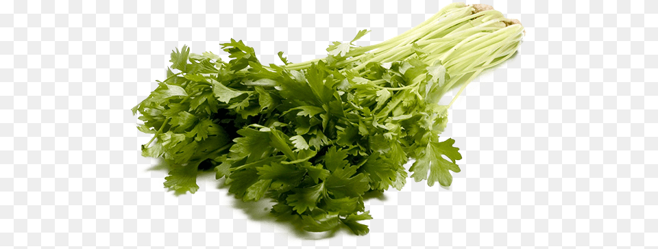 Celery Transparent Image Parsley, Herbs, Plant Png