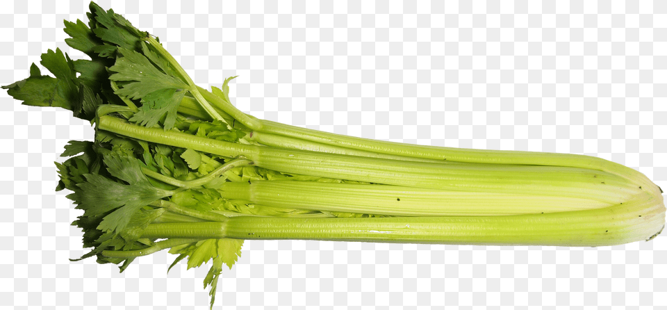 Celery Transparent One Piece Celery, Herbs, Plant, Parsley, Food Png