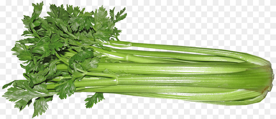 Celery Vegetable Food Vegetarian Cooking Rau Celery, Herbs, Parsley, Plant Png