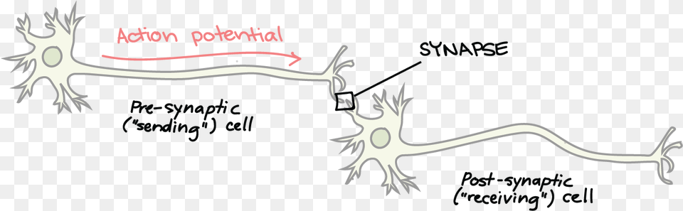 Cell Clipart Sensory Neuron Synapse On A Neuron Free Png Download