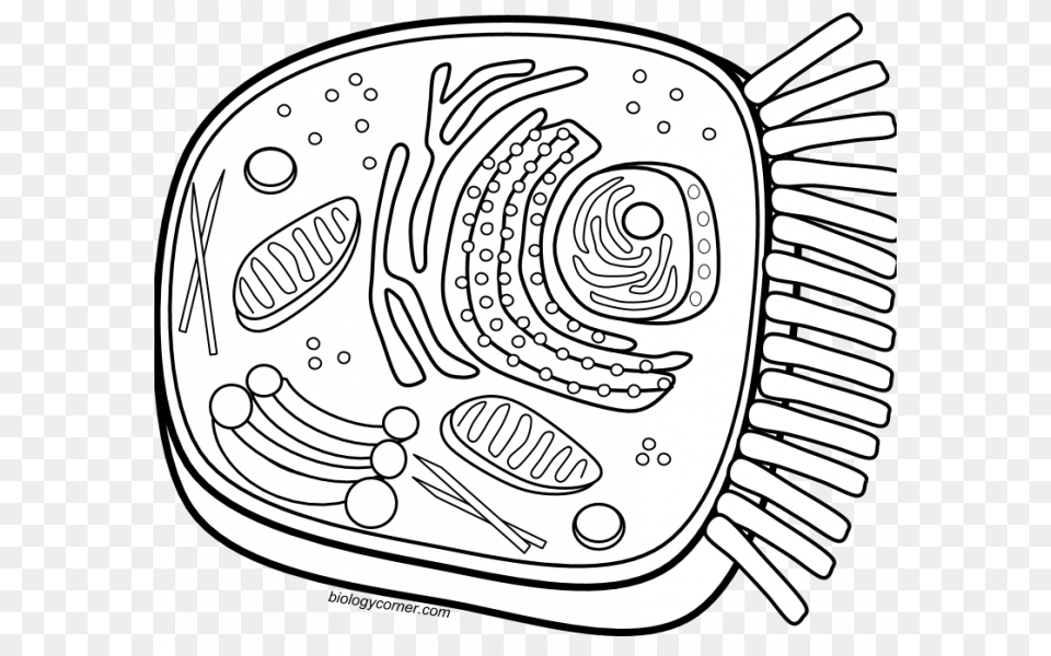 Cell Coloring Worksheet Animal Cell Coloring Dog Face Plant Cell Coloring, Art, Cutlery, Doodle, Drawing Free Png Download