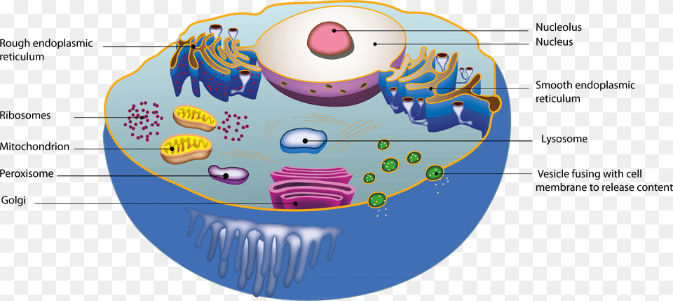 Cell Constituents, Sphere, Art, Graphics, Outdoors Free Transparent Png