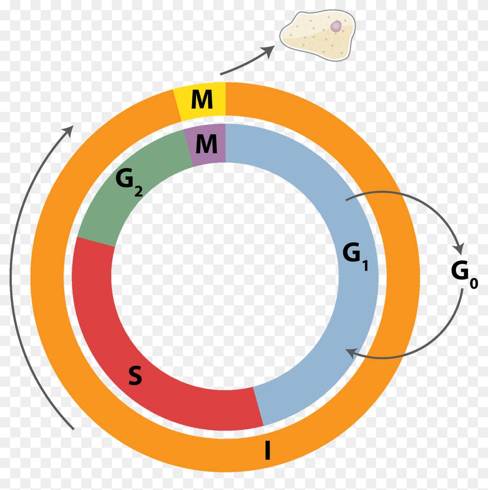 Cell Cycle, Disk Free Png Download