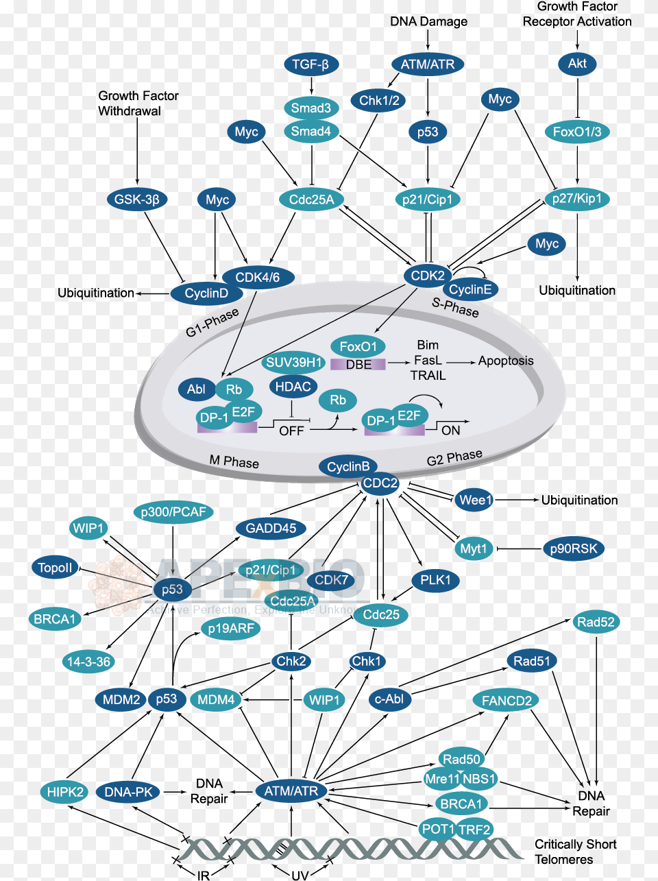 Cell Cycle Checkpoints Signaling Png Image