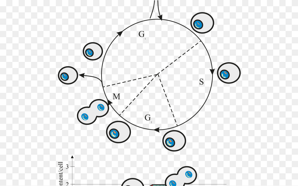 Cell Cycle Figure Nc 250 Cell Cycle Assay Cytometry, Lighting, Nature, Night, Outdoors Free Png