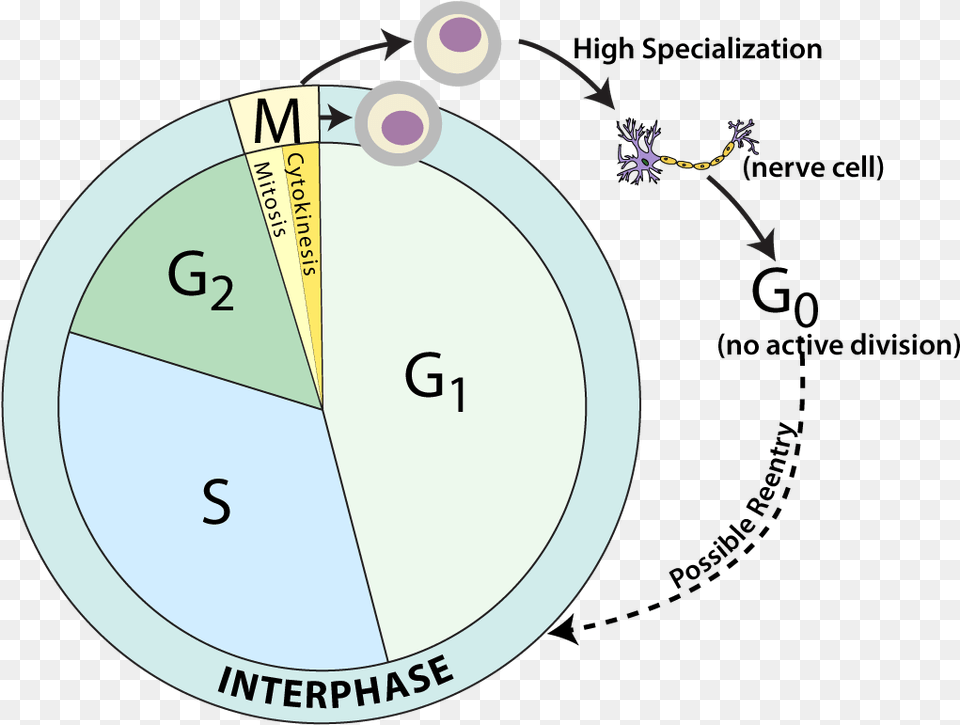 Cell Cycle Labeled Smv Remix, Chart Png Image