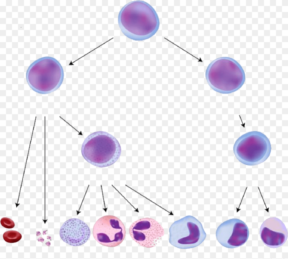 Cell Differentiation Red Blood Cells, Sphere, Accessories, Nature, Night Free Png Download