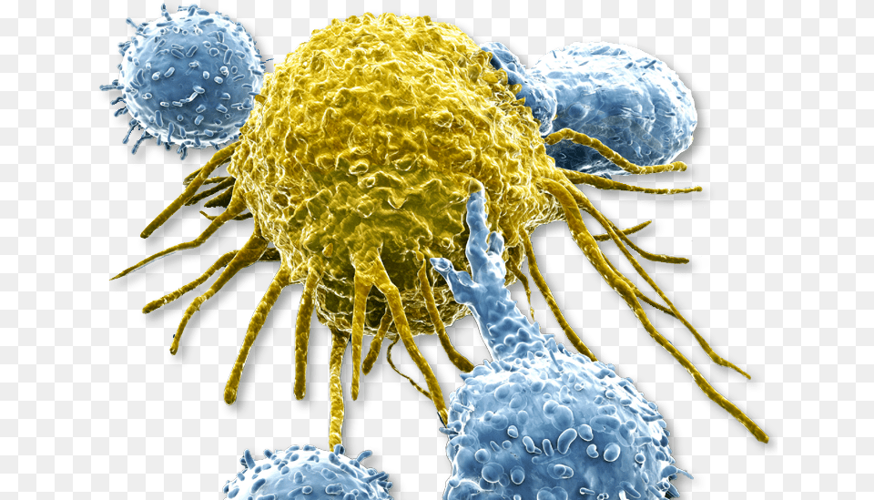 Cell Line References Cancer Cell No Background, Sphere, Animal, Insect, Invertebrate Png