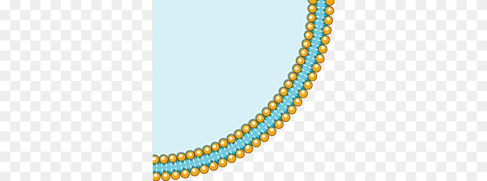Cell Membrane Archives, Accessories, Jewelry, Necklace, Bead Free Png