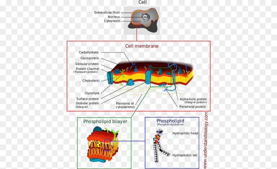 Cell Membrane By Dhatfield Derived From Work Of Ladyofhats Cell Membrane Structure Png