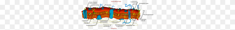 Cell Membrane Detailed Diagram En Clip Art, Chart, Plot, Dynamite, Weapon Free Transparent Png