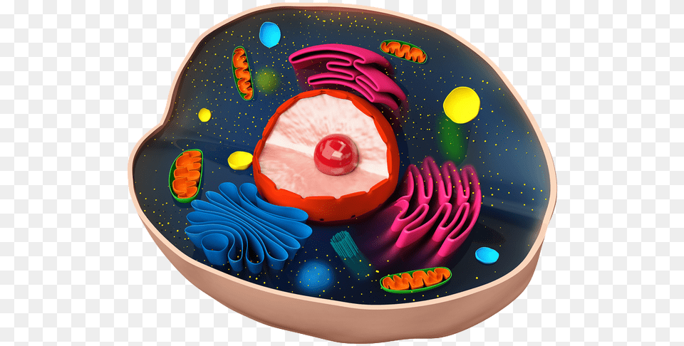 Cell Model, Cream, Dessert, Food, Icing Png