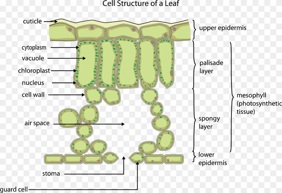 Cell Of A Leaf, Accessories, Green, Text Free Png