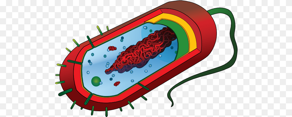 Cell Phone Graphic Library Files Prokaryotic Cell Diagram, Dynamite, Weapon Free Png