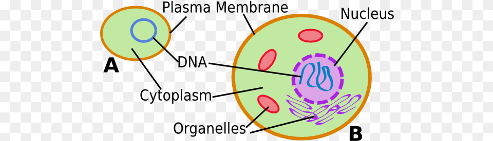 Cell Prokaryotic And Eukaryotic Cells Simple, Disk Free Png