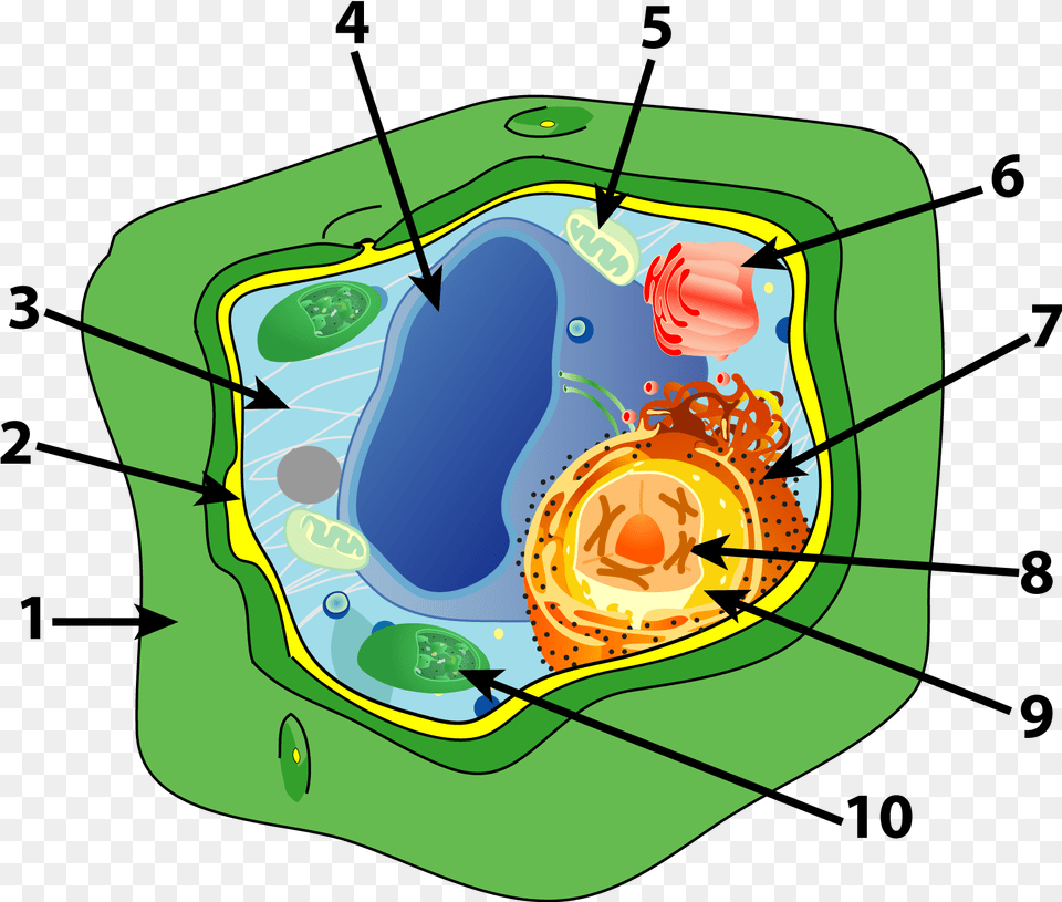 Cell Quiz Essay Help 10 Parts Of Plant Cell, Tub, Hot Tub Png Image