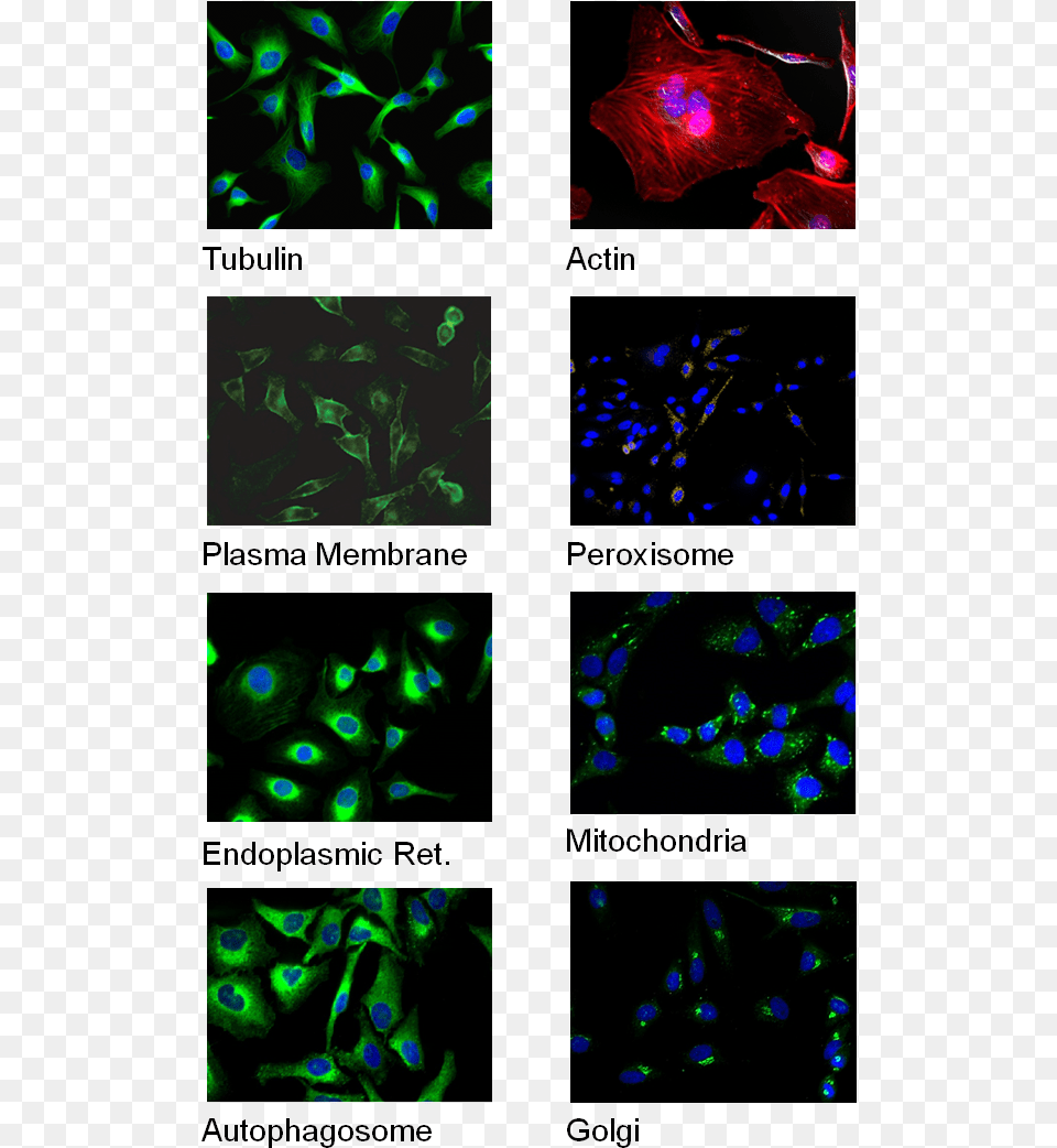 Cell Staining Graphic Design, Pattern, Accessories, Light, Fractal Png