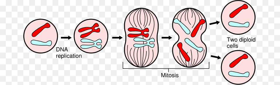 Cell Structure, Baby, Person, Head, Face Png