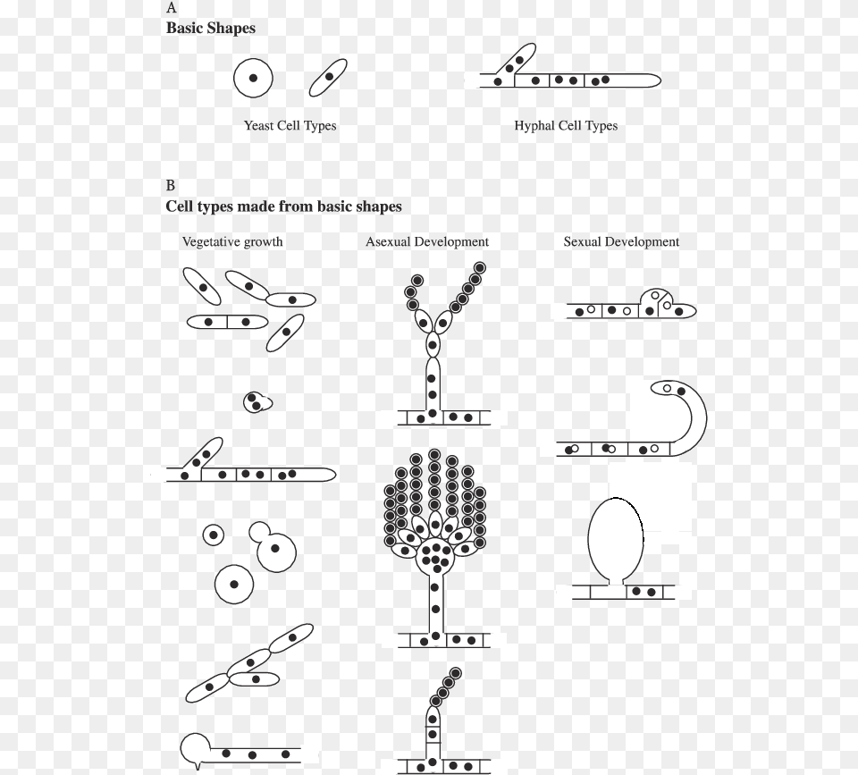 Cell Types In Fungi Basic Shapes Of Yeast, Text, Symbol, Scissors Free Png Download