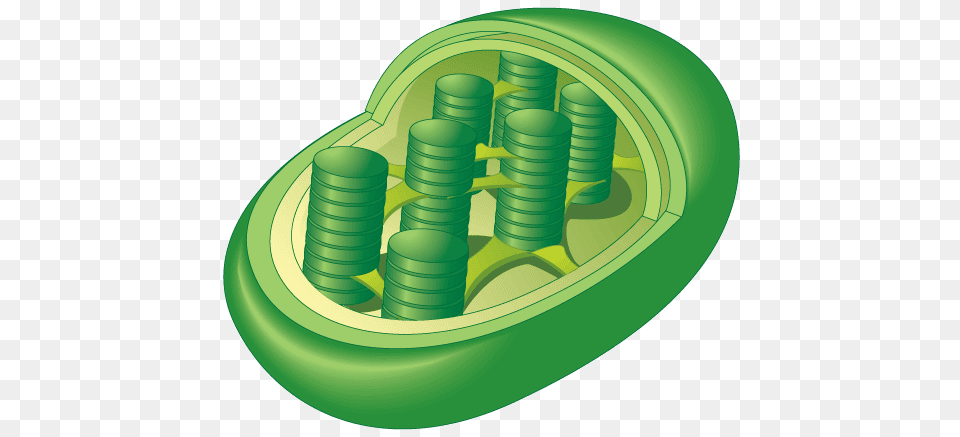 Cell Types Project, Green, Smoke Pipe Free Transparent Png