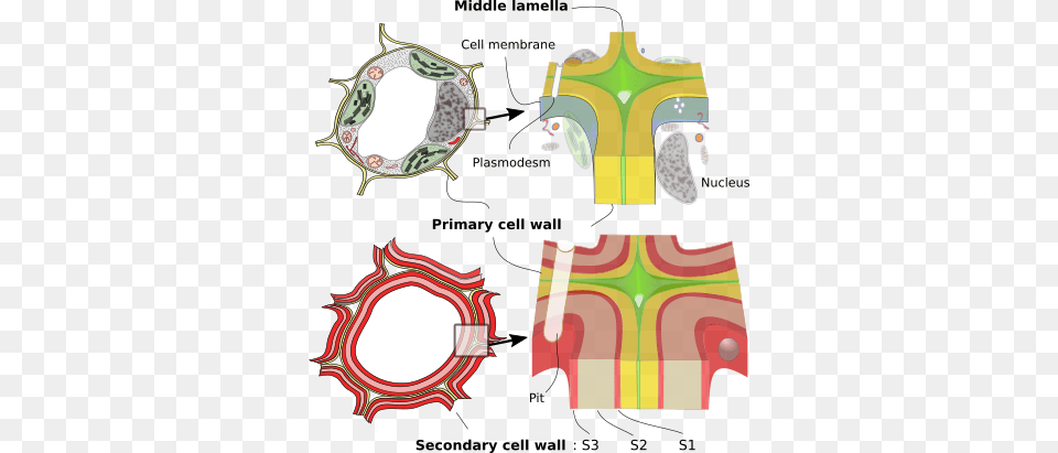 Cell Wall Free Transparent Png