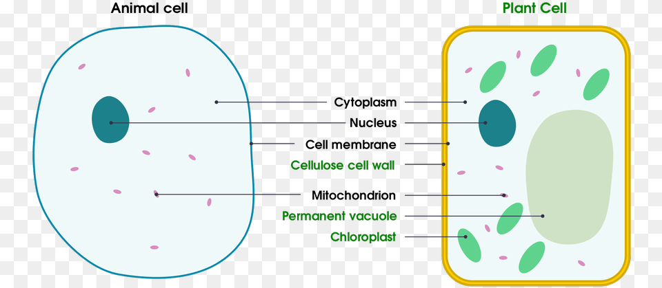 Cell Wall Free Png Download