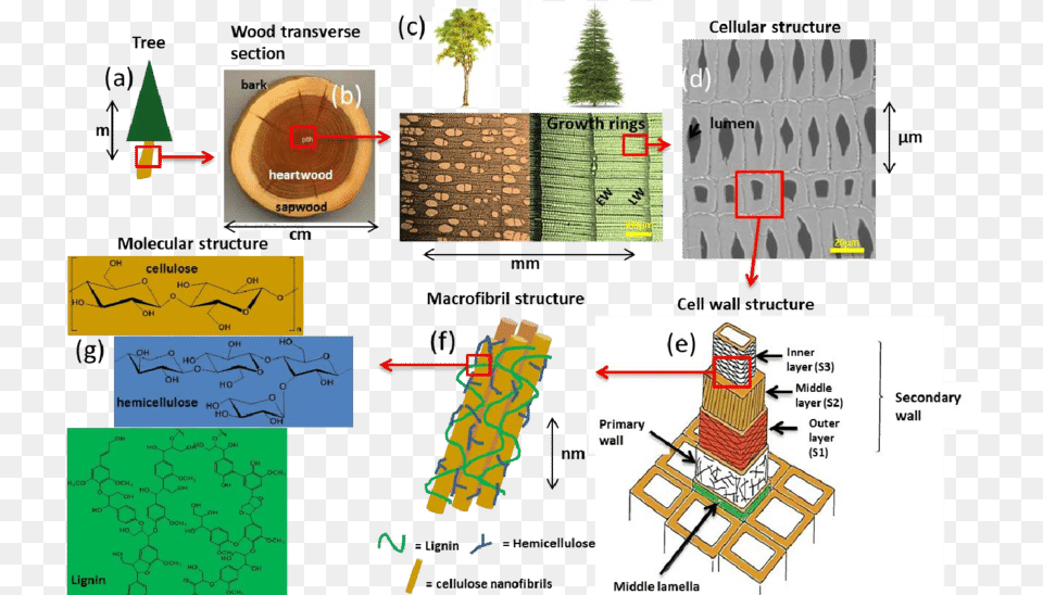 Cell Wall Polymersu0027 Structure In Trees From Tree To Cell Wall Of Trees, Plant, Text Free Png