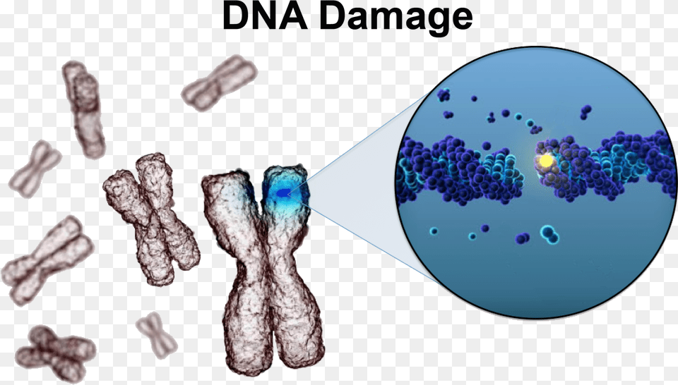 Cell With Damaged Dna, Ct Scan, Accessories, Gemstone, Jewelry Free Transparent Png