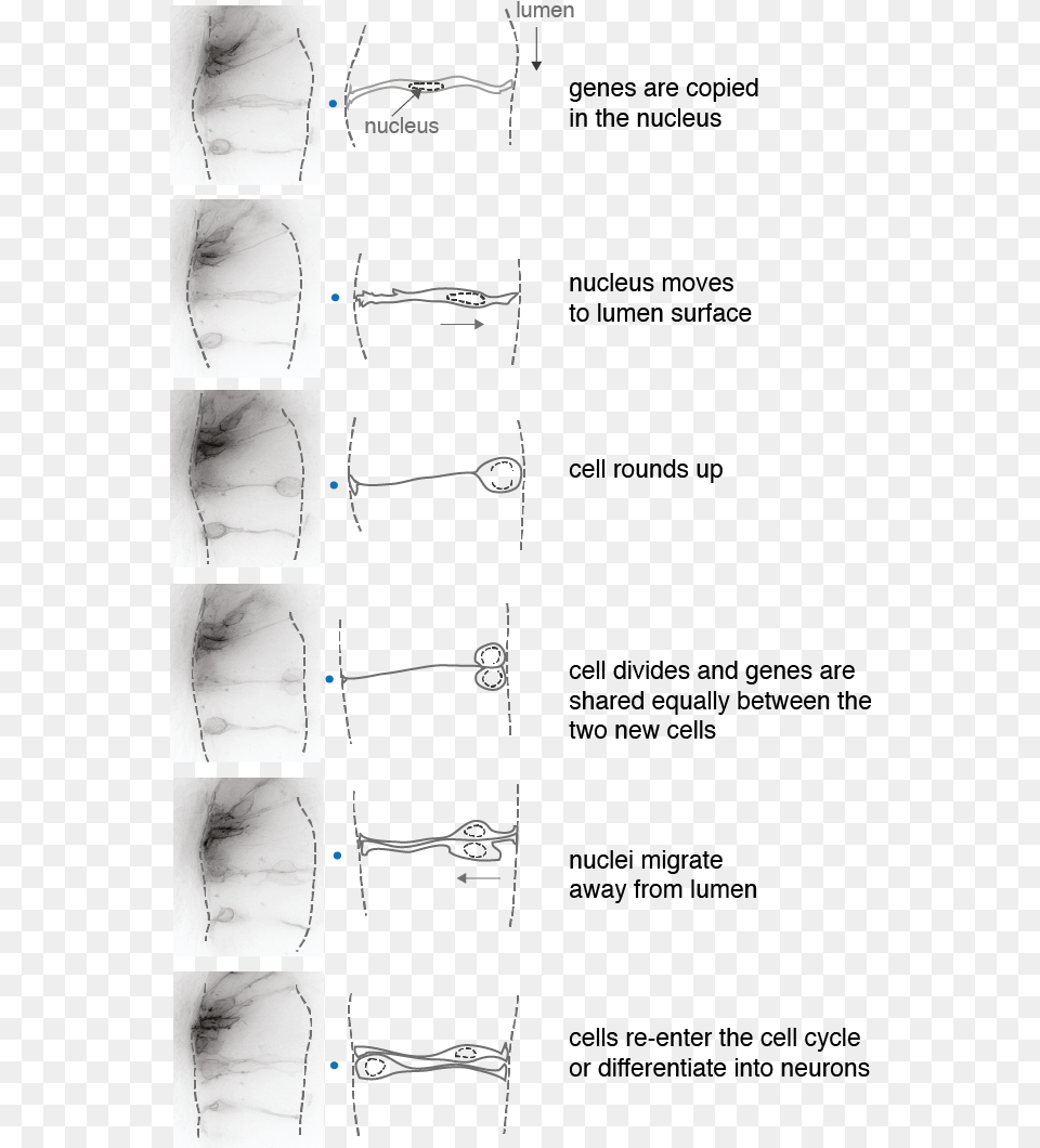 Celldivision Adult Neurogenesis, Art, Collage, Home Decor, Linen Free Png