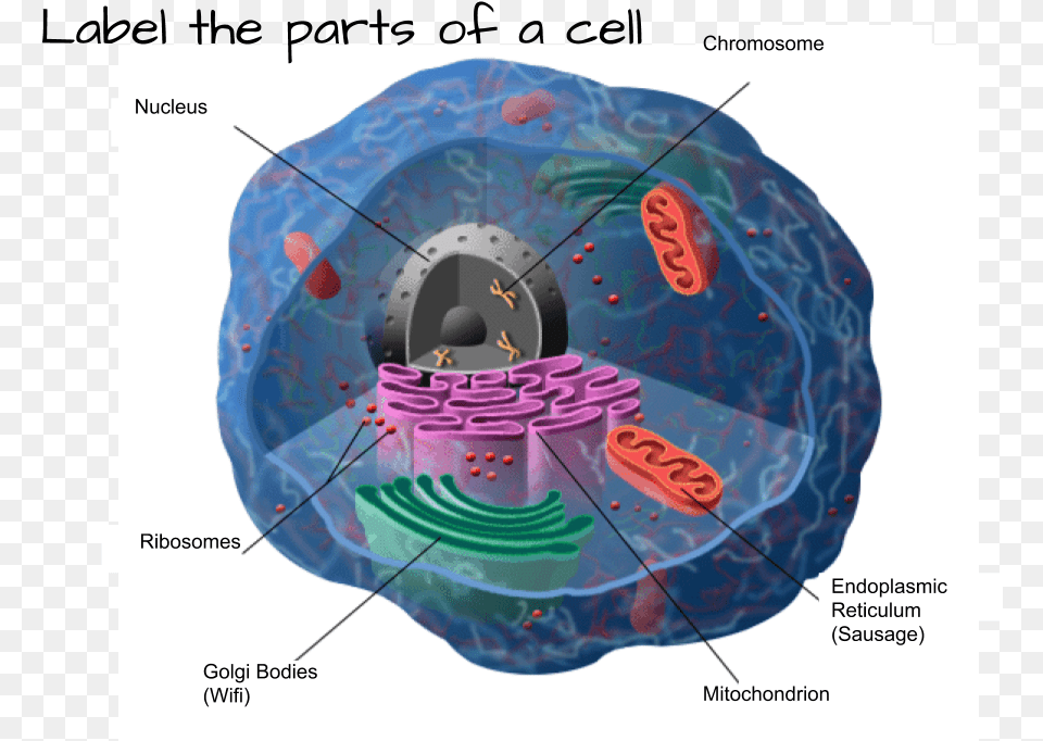 Cells Anatomy, Ct Scan, Birthday Cake, Cake, Cream Free Png