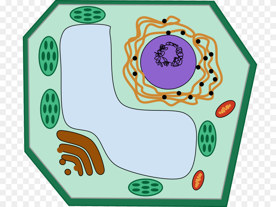 Cells And The Microscope, Pattern Free Png