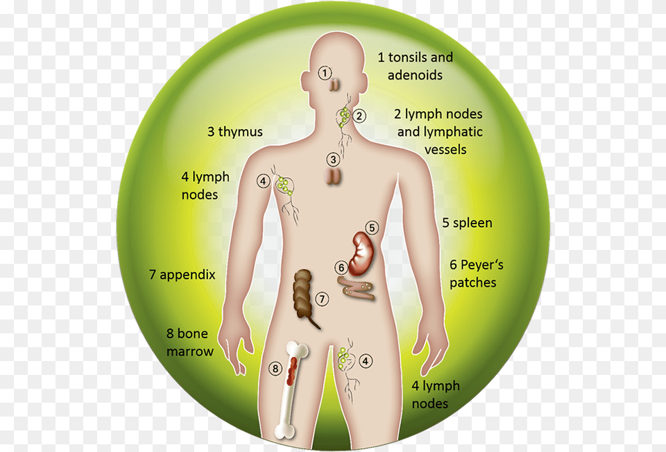 Cells Are The Basic Building Blocks Of All Animals Sistema Inmunolgico Afectado Por El Vih, Chart, Plot, Person, Skin Free Png