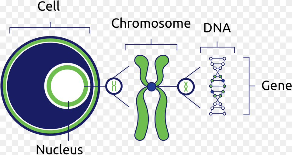 Cells Are The Basic Building Blocks Of All Living Things Dna Genes Chromosomes Cell, Ct Scan, Accessories, Jewelry, Necklace Png