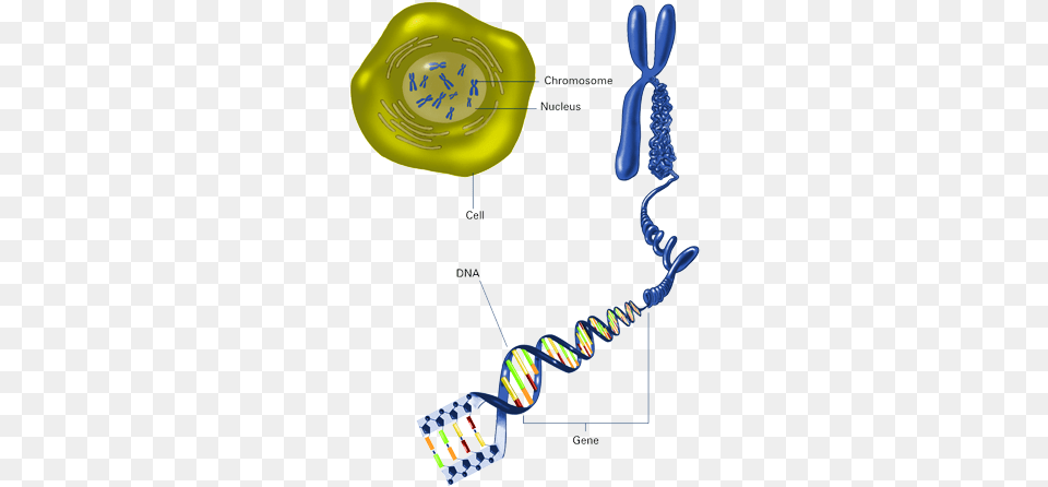 Cells Contain Chromosomes Chromosomes And Genes Png Image