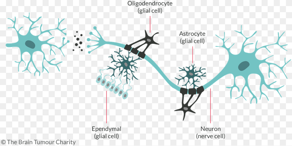 Cells In Brain, Nature, Outdoors, Snow Free Png Download