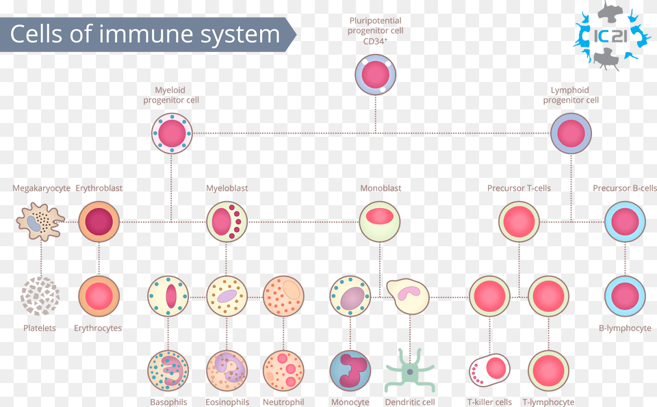 Cells Of The Immune System Immune Cell Banking Immune Immune Cell Free Png