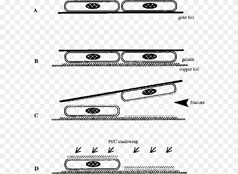 Cells Were Grown On Thin Gold Foil Drawing, Gray Free Png