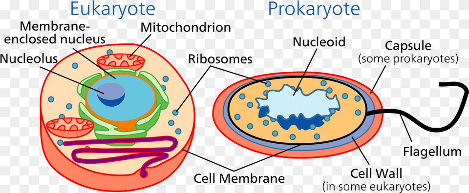 Cellular Clipart Eukaryotic Cell Diagram Of Eukaryotic And Prokaryotic Cell Png Image