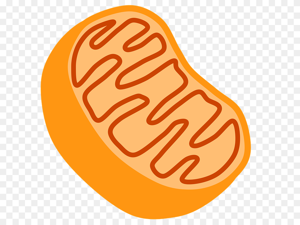 Cellular Respiration, Food, Ketchup, Produce, Sweets Png Image