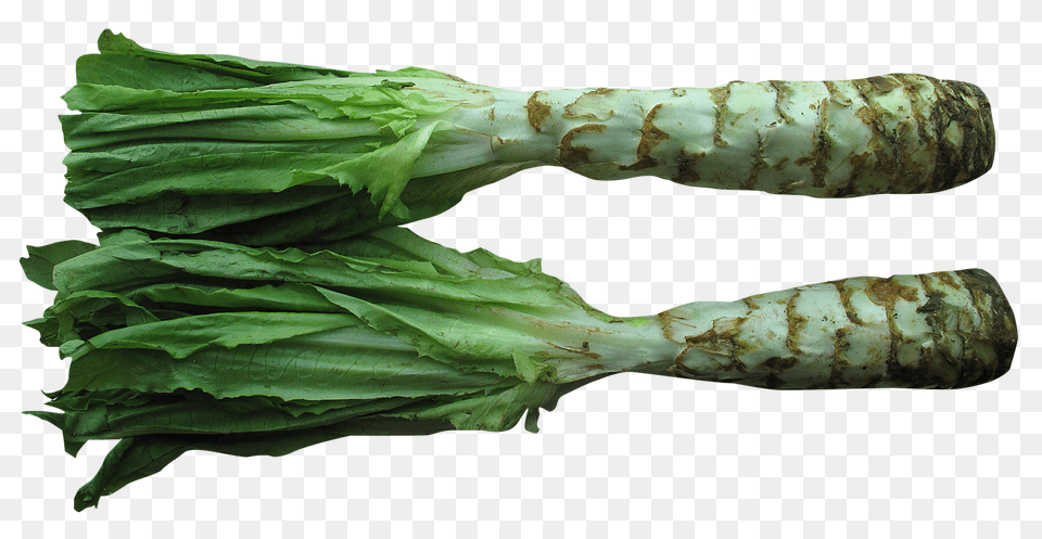 Celtuce, Food, Produce Free Transparent Png