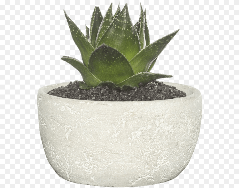 Cement Bowl Transparent Succulent Plant Transparent Background, Jar, Planter, Potted Plant, Pottery Free Png