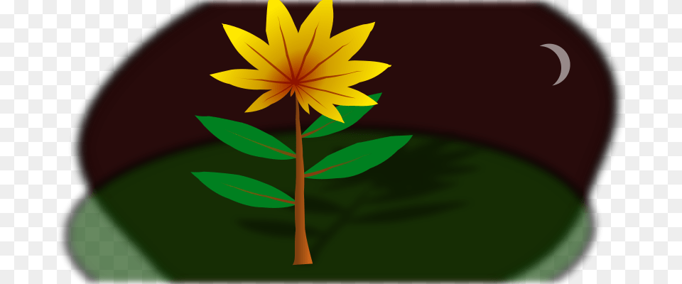 Cemkalyoncu Midnight Flower, Leaf, Plant, Daisy, Sunflower Free Png